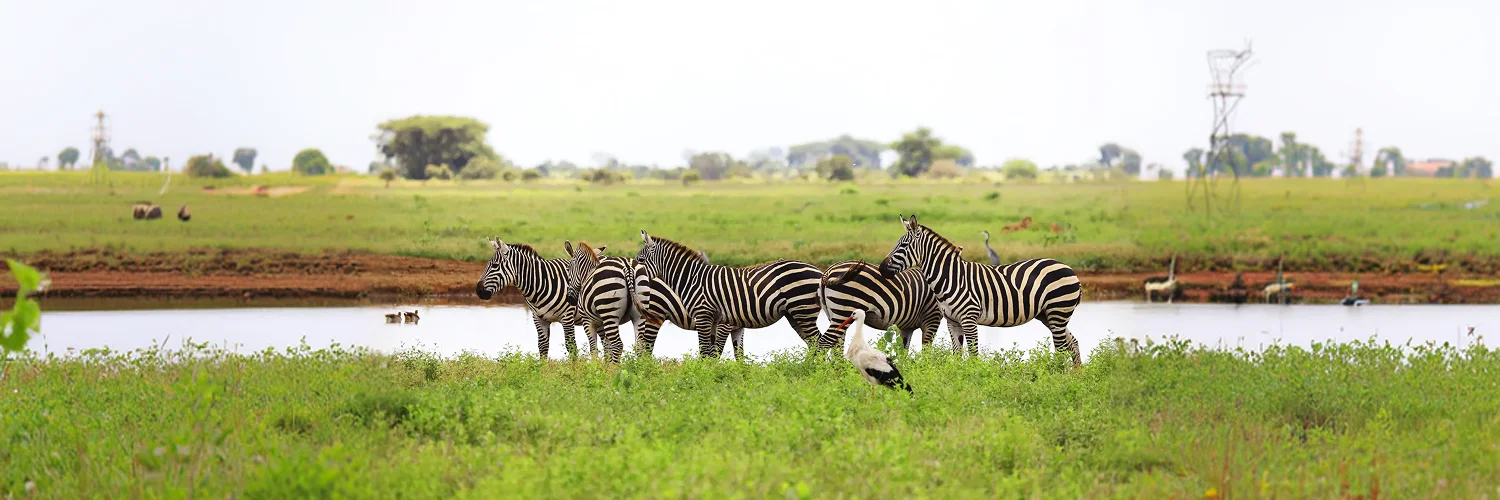 group-zebras-white-stork-tsavo-east-national-park-kenya-africa 1.webp